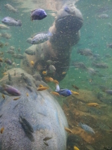 Hippos at Adventure Aquarium