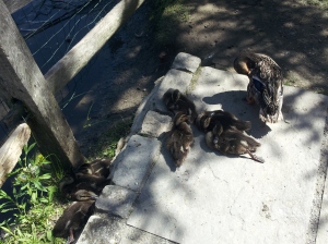 Momma Duck and Her Babies